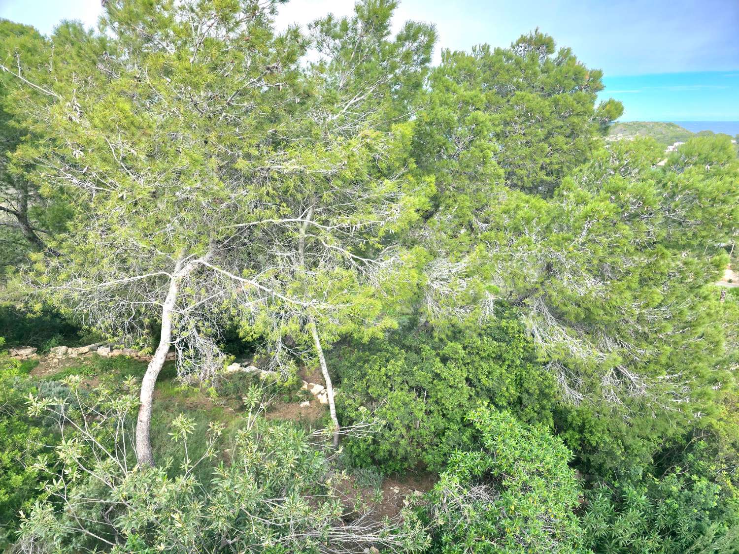 Terreno edificable con casa en Portinatx