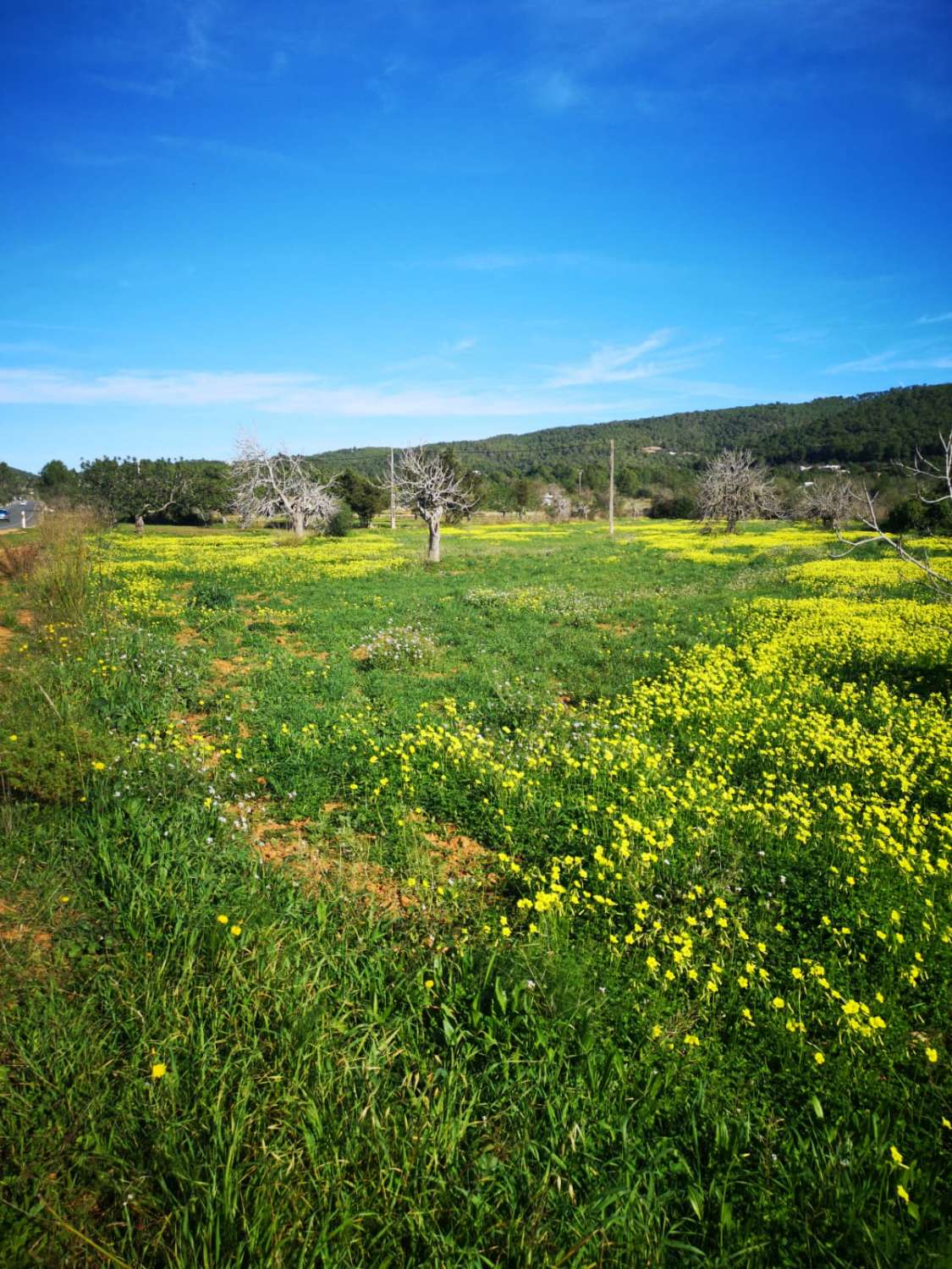 Parcela con proyecto y licencia en Sant Joan de Labritja