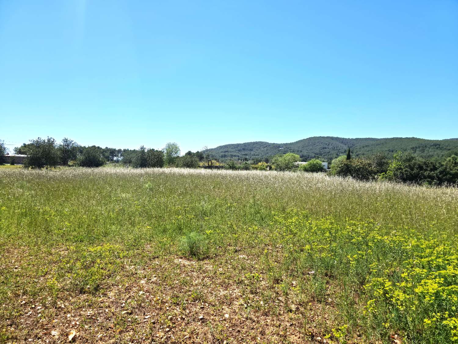 Parcela con proyecto y licencia en Sant Joan de Labritja