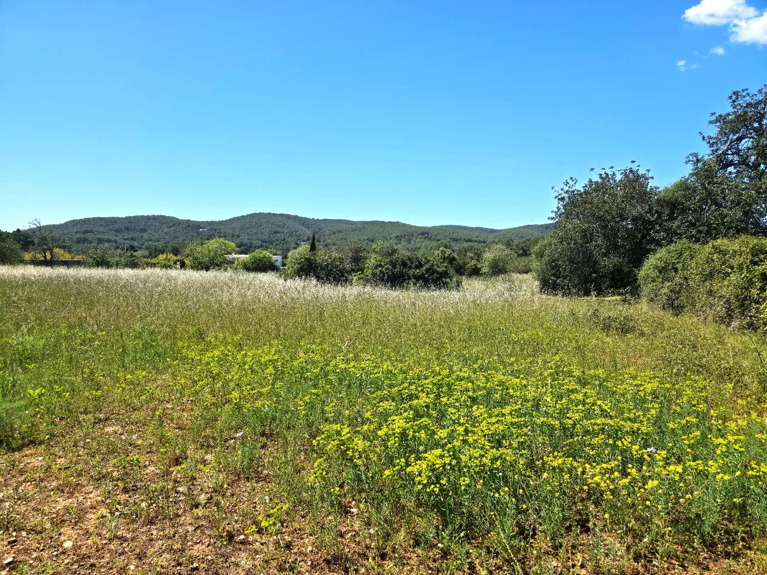 Parcela con proyecto y licencia en Sant Joan de Labritja